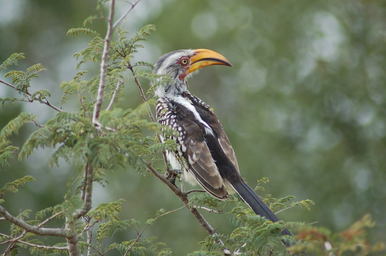 A Cultural Voyage Through India's Hornbill Festival